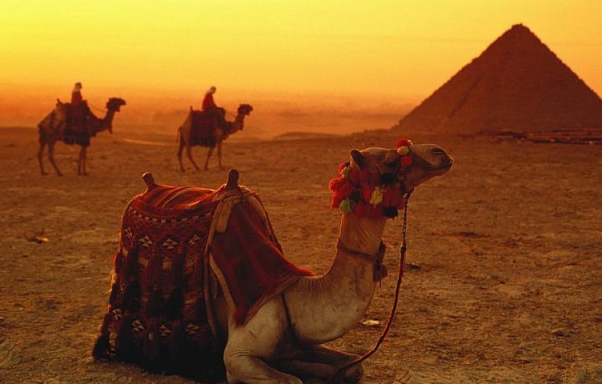 Camel Riding Tours Luxor